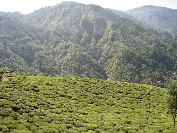 Hill Stations of India - An Insider’s Travel guide to Darjeeling: photo 4