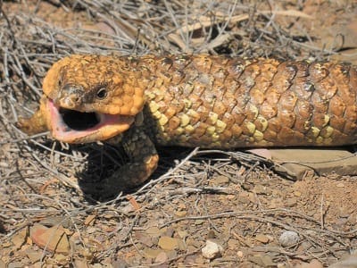 Flinders Ranges: Ancient earth and fascinating wildlife: photo 34