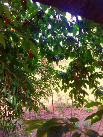 Picking Cherries and Baking Pies in Rural Romania: photo 5