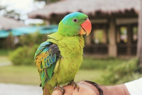 A Week In Tropical Paradise: Dos Palmas Island, Palawan: photo 22