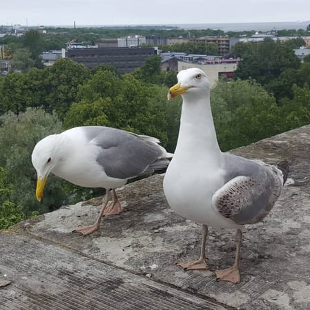 Tallinn’s Top 5 Instagram Hotspots: photo 4