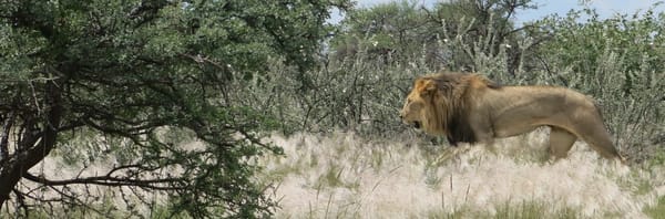 How to organize your safari in Etosha National Park- Namibia: photo 1