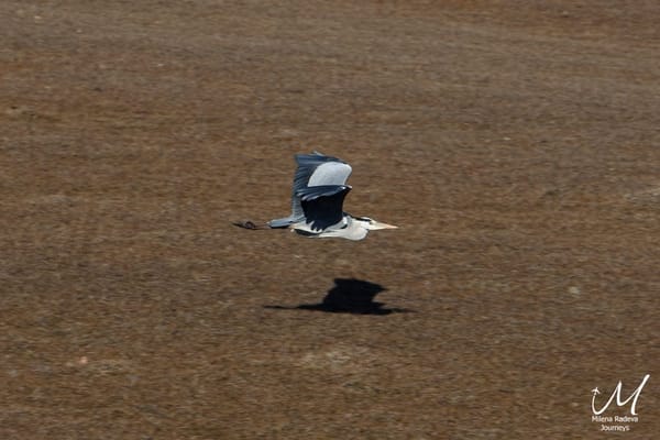 Birdwatching in Greece - Lake Kerkini: photo 7