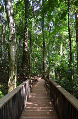 Australia: from Cairns to Cape Tribulation in just one day: photo 7