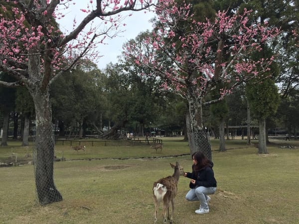 Japan's Nara Park: Deer-Central: photo 6