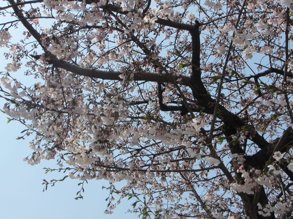 The Four Seasons of Seoul: photo 3