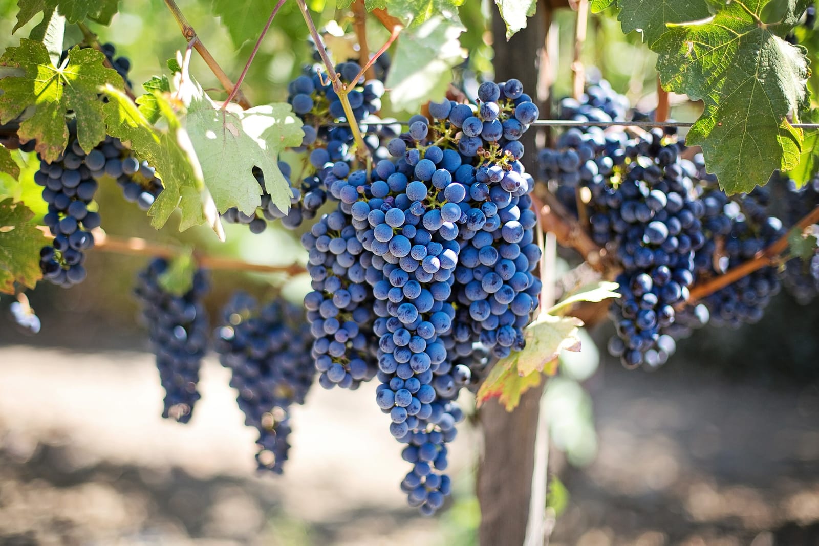 Five Fun Things To Do In The Swan Valley