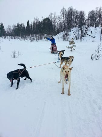 Trondheim, Norway: Northern lights and dog-sledding: photo 13