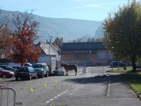 A visual journey of the French countryside: Valley of Munster: photo 13