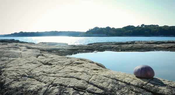 Brijuni Island – The Secret Paradise of Croatia: photo 6
