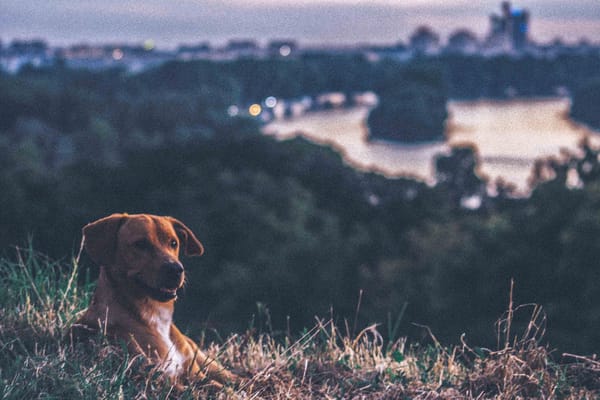 To-Do in Belgrade, Serbia: Sunset strolls in Kalemegdan Park: photo 10