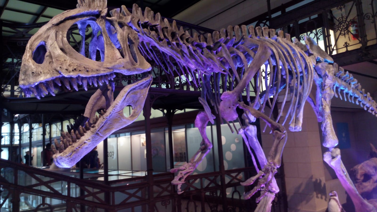 Brussels, Belgium : A story of waffles and fossils