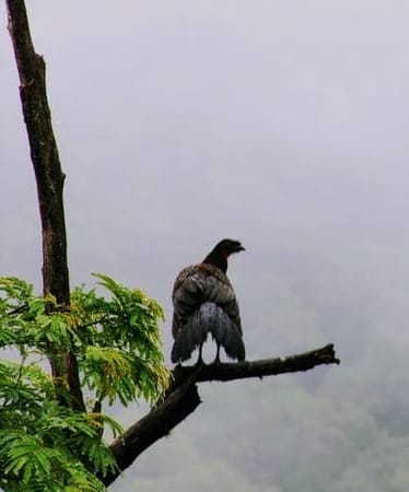 Las Yungas: the wonderful landscape where biodiversity lives in: photo 3