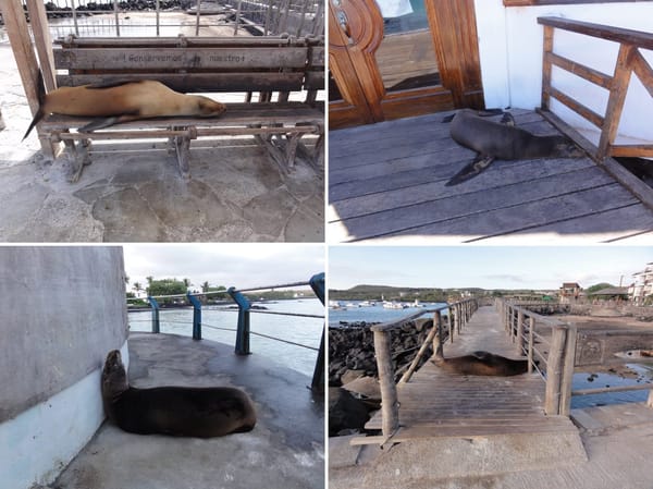 When in doubt, go to Ecuador: Galápagos: photo 1