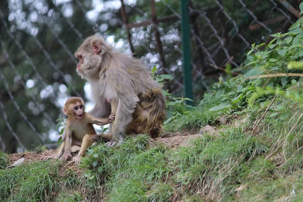 A Travel Guide To Shimla This Summer: photo 4