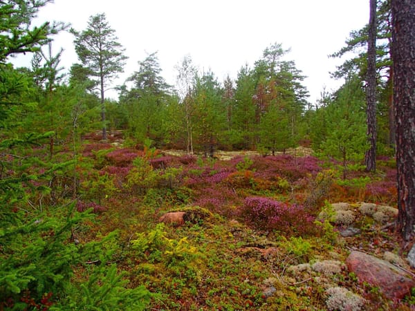 Åland - the hidden gem of Finland: photo 4