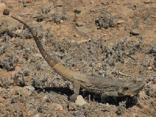 Flinders Ranges: Ancient earth and fascinating wildlife: photo 36