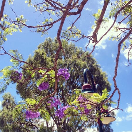 The Best of Brisbane on a Budget: photo 5