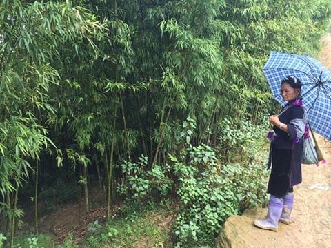 Skip the Tours and Find Home in Sapa Vietnam: photo 2