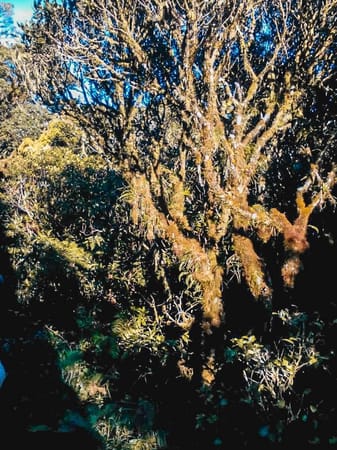 A Beginner’s 2-Day Itinerary for Mt. Pulag Ambangeg Trail Hike: photo 1