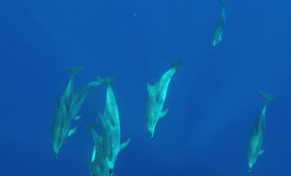 Discover the hidden magic of the AZORES (Portugal): photo 3