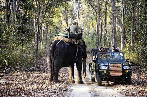 Top Two National Park in Madhya Pradesh-Kanha and Pench: photo 2