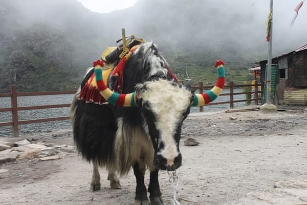 Darjeeling and Gangtok tour -a trip to northeast India: photo 6
