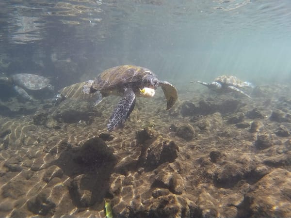 Samoa for backpackers: photo 17