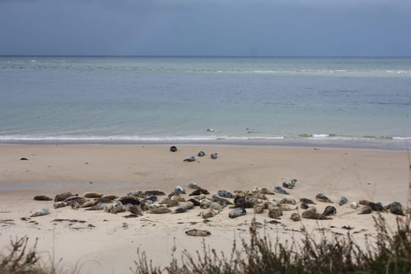 Road trip around Scotland: the perfect escape for nature lovers: photo 2