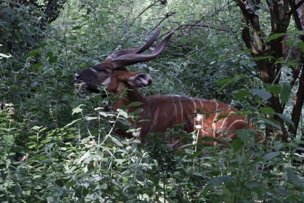 Nairobi:  A concrete jungle with a wild side to experience: photo 1