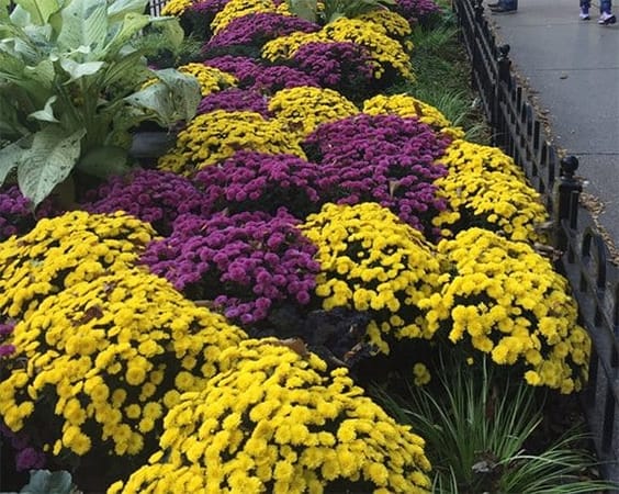 Chicago: The Magnificent Mile: photo 5