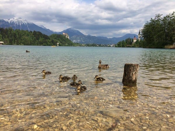 Slovenia - Lake Bled: photo 9