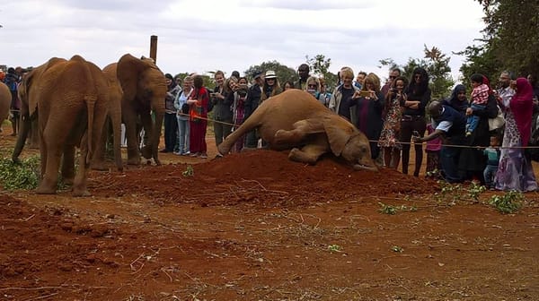 Visiting the David Sheldrick Wildlife Trust (DSWT) in Kenya: photo 5