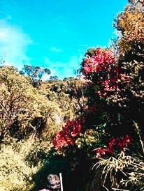 A Beginner’s 2-Day Itinerary for Mt. Pulag Ambangeg Trail Hike: photo 2