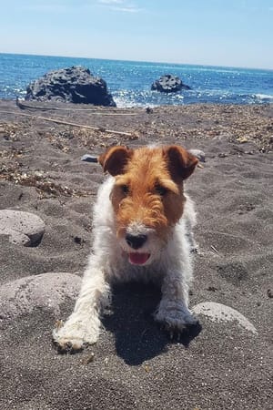 Traveling with our lady dog through the sunny south of Spain: photo 5