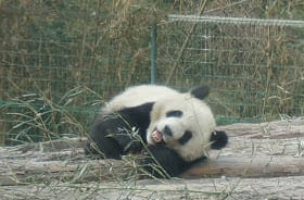 Ideal Itinerary for Beijing Tour: photo 30