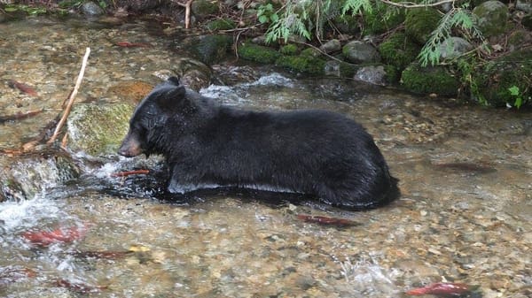 Living a Mountain Life in Nelson: photo 3