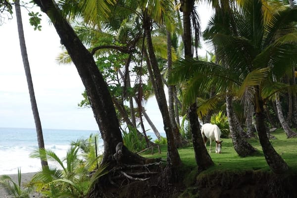 Peninsula de Osa: Costa Rica: photo 2