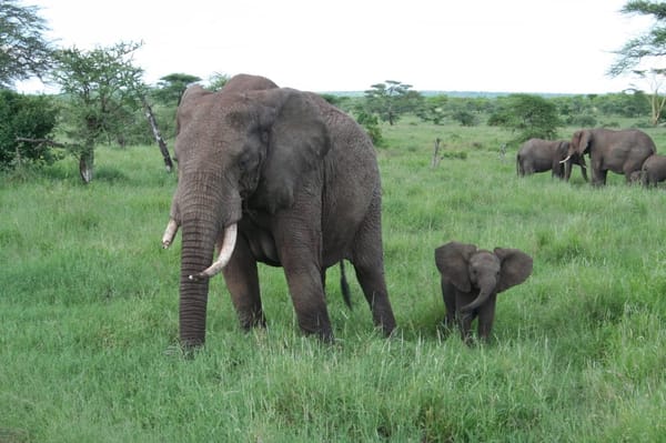 East Africa Safari Guide: Tanzania and Kenya: photo 3