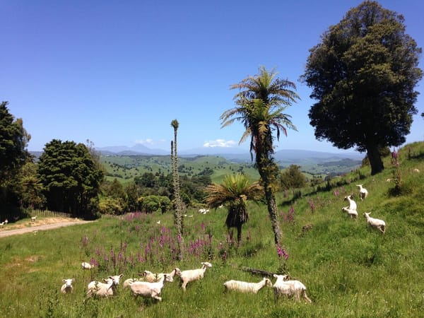 New Zealand's North Island: photo 2