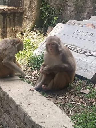 Things To Do In The "Land Of Peace" - Nepal!: photo 2