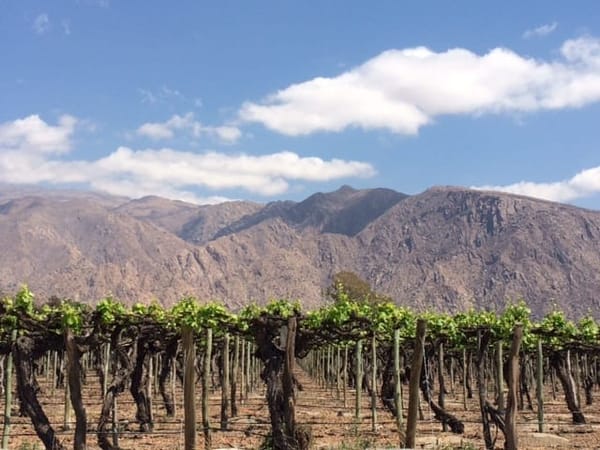 Argentina’s Cafayate- where vineyards meet the Andes: photo 2