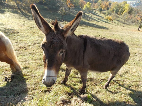 A visual journey of the French countryside: Valley of Munster: photo 27