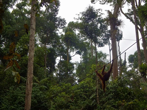 Things to Do Around Kuching in Sarawak: photo 5