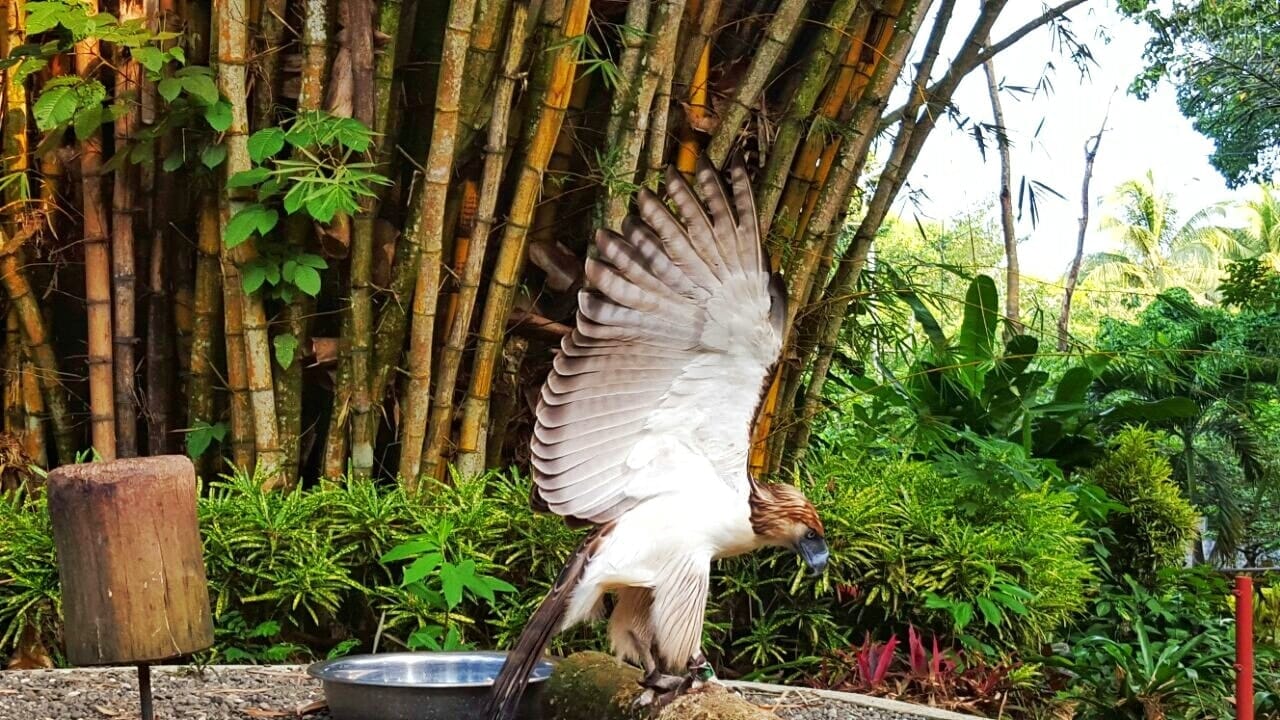 5 Things to Do in Davao