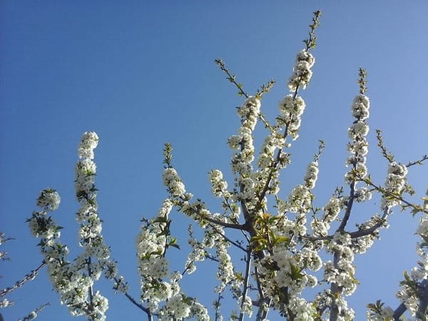 Picking Cherries and Baking Pies in Rural Romania: photo 4