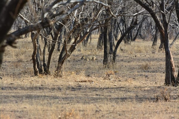 Safari experience at Ranthambore: photo 3