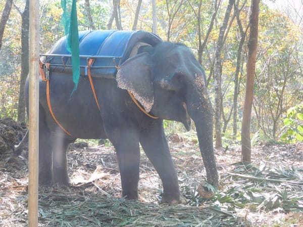 Places to visit in Munnar India: photo 4