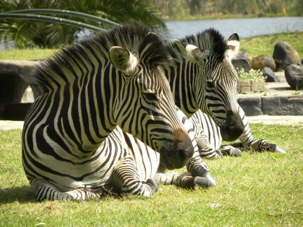 Zimbabwe: An African Getaway: photo 5