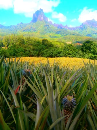 Magnificent Moorea – the heart of French Polynesia: photo 4